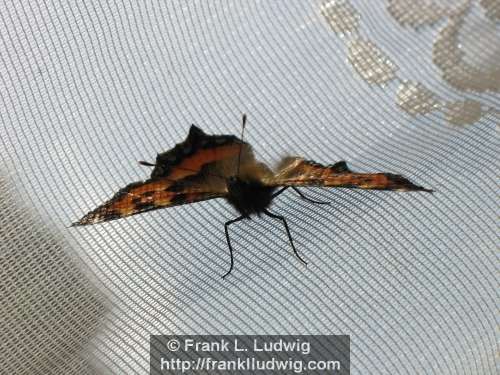Copper Butterfly